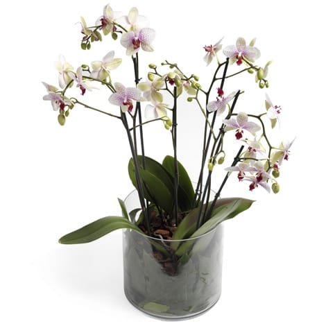 Orchidee in pot